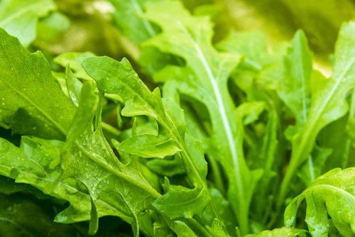 Banner image showing fresh arugula seeds for organic gardening with Mediterranean leafy greens background
