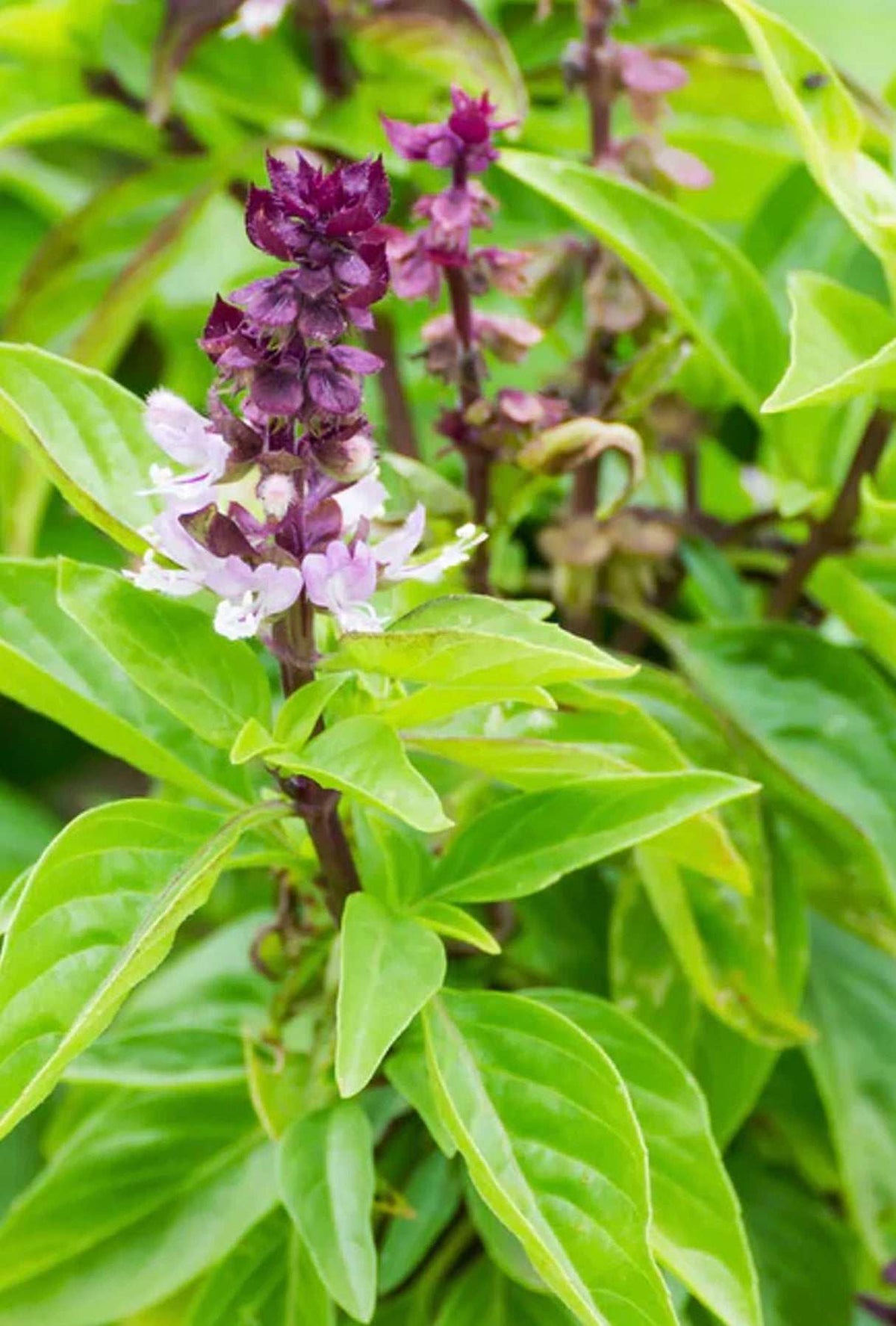Where to buy Organic, NON-GMO Heirloom Basil Seeds online in the USA