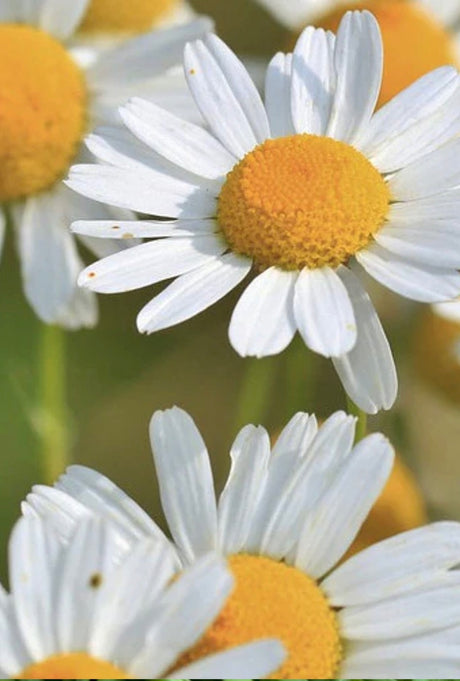 Buy Chamomile Seeds | Shop High-Quality Organic NON-GMO Heirloom Seeds