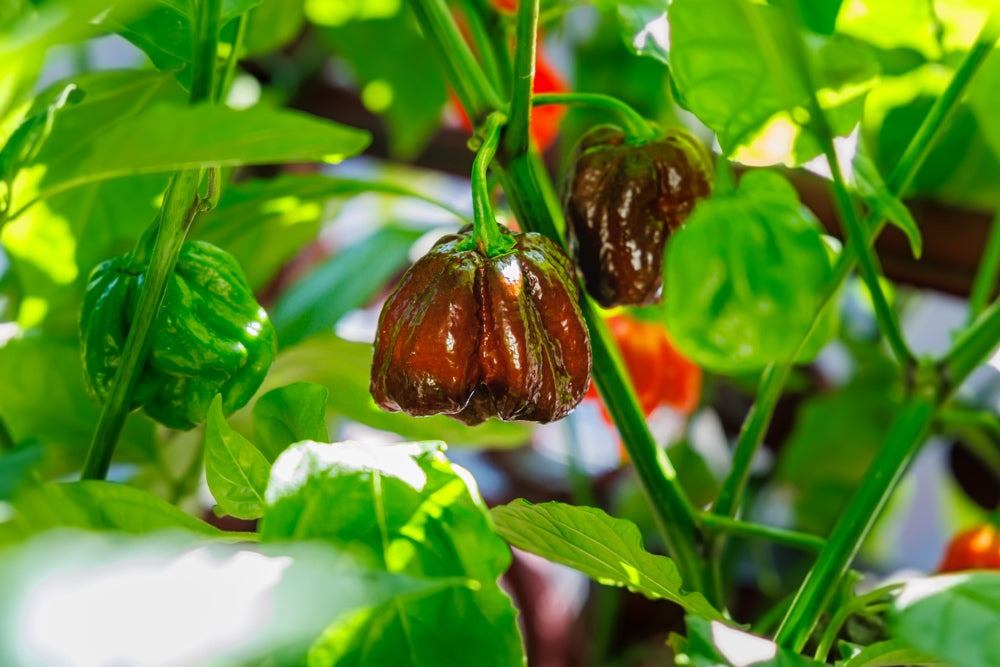 List of Good Companion Plants for Growing Alongside garden Peppers