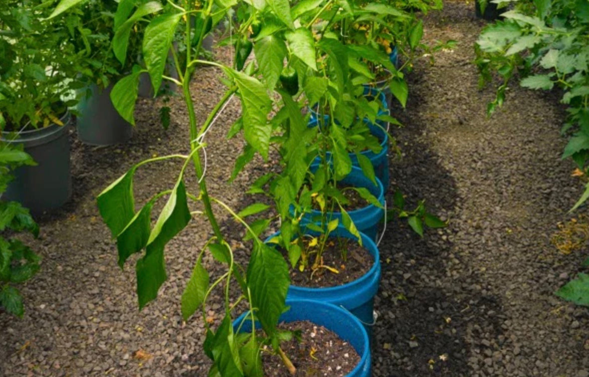 Seed Personality: Grows Well with Containers