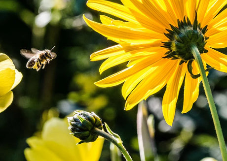 Vibrant garden full of diverse flowers attracting pollinators for organic growth