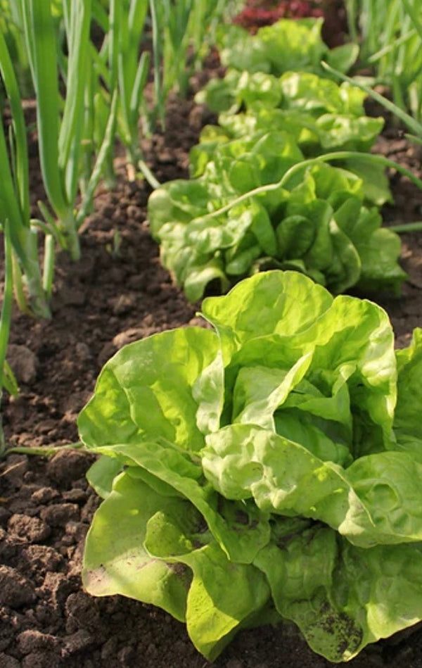 High quality lettuce seeds for organic vegetable gardening with fresh green lettuce leaves image