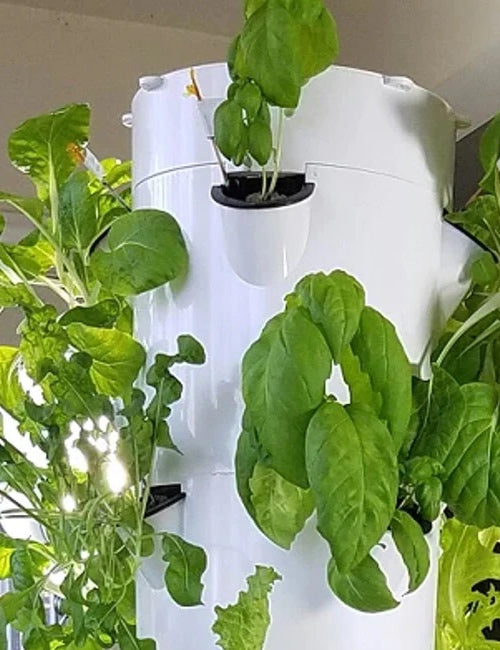 Seed Personality: Grows Well with Tower Gardens