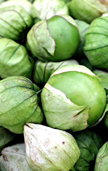 Close-up of fresh green tomatillo fruits with papery husks on the plant, showcasing tomatillo seeds and leaves