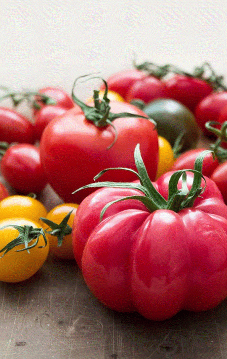 Shop high-quality heirloom tomato seeds for organic gardening including slicer, Roma, and bite-sized tomatoes