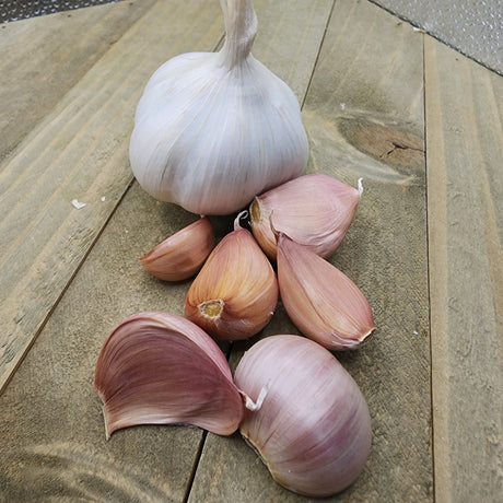 Organic Silver Rose soft neck garlic bulb from SeedsNow-Garlic, with white papery skin and multiple cloves visible.