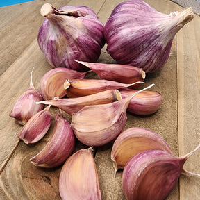 Clove of Chesnok Red hardneck garlic from SeedsNow-Garlic, showing the textured, purple-streaked garlic bulb on a white background.
