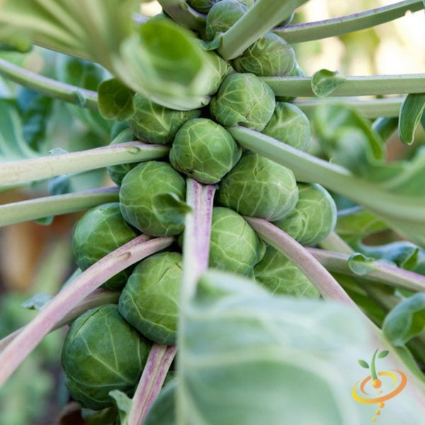 Brussels Sprouts - Long Island Catskill