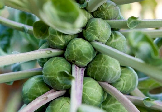 *New!* 50-in-One Complete Garden Abundance Collection (with Black Seed Storage Vault)