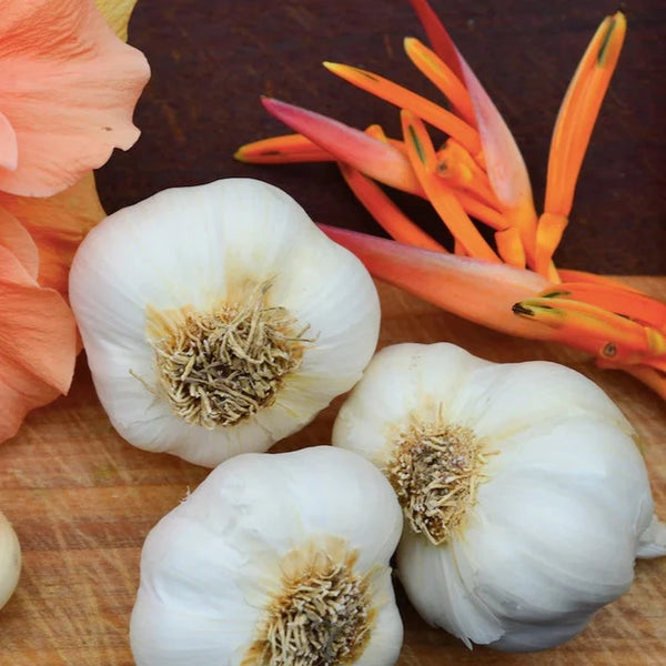 Garlic - (Soft Neck) California Early (Organic)
