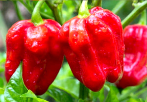 *NEW!* WORLD'S HOTTEST PEPPERS! 🌶️🔥🥵 Variety Pack