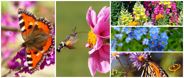 *New!* 50-in-One Complete Garden Abundance Collection (with Black Seed Storage Vault)