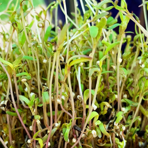 Fresh quinoa seeds for sprouts and microgreens, shown in a clear container with vibrant green quinoa microgreens ready for harvest.