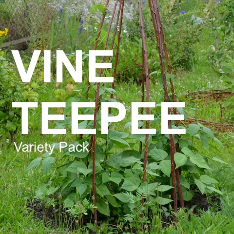 Vine teepee garden with climbing seed varieties and vertical gardening structure