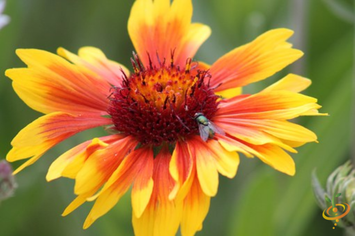 Wildflowers - Annual Cut Flower Scatter Garden Seed Mix - SeedsNow.com