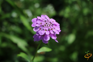 Wildflowers - All Annual Scatter Garden Seed Mix - SeedsNow.com