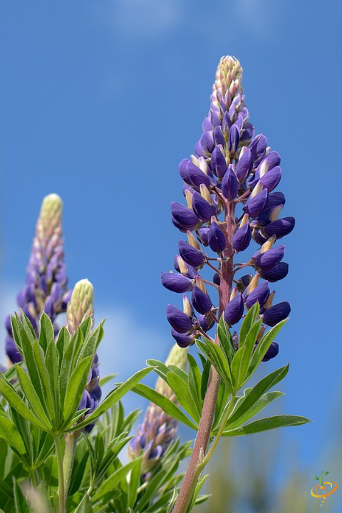 Wildflowers - Lupine Scatter Garden Seed Mix - SeedsNow.com