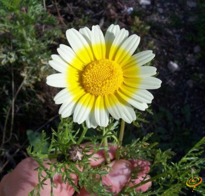 Wildflowers - California Native Scatter Garden Seed Mix - SeedsNow.com