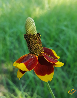 Wildflowers - Deer Resistant Scatter Garden Seed Mix - SeedsNow.com