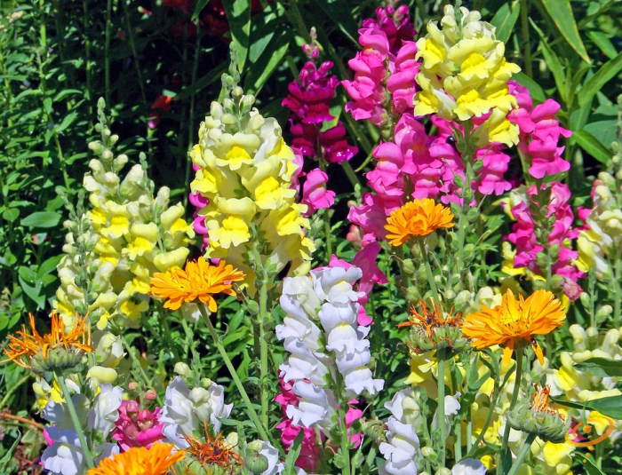 Wildflowers - Dryland Scatter Garden Seed Mix - SeedsNow.com