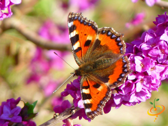 Wildflowers - Hummingbird & Butterfly Scatter Garden Seed Mix - SeedsNow.com