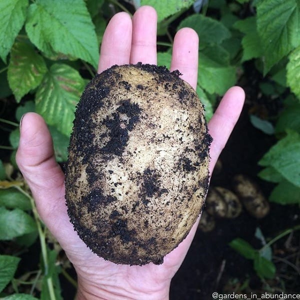 Potato (Mid-Season) - Russet Burbank (ORGANIC) - SeedsNow.com