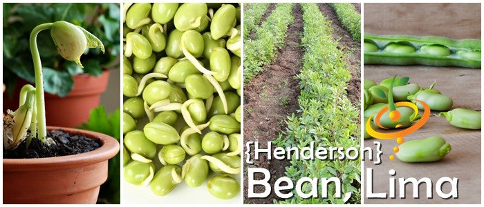 Bean (Lima) - Henderson.