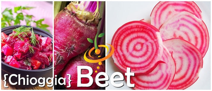 Chioggia beet seeds from SeedsNow, showing vibrant red and white striped beet root seeds for planting.