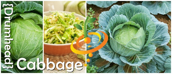 Cabbage - Drumhead.