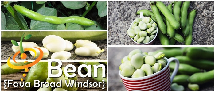Bean (Fava/Pole) - Broad Windsor.
