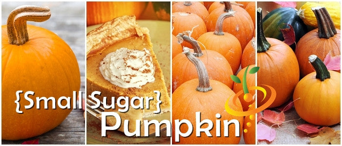 Pumpkin - Small Sugar.
