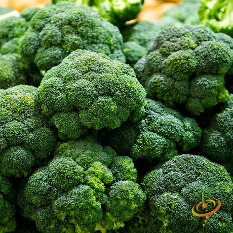Shop Broccoli Calabrese seeds to buy online in the USA. Cold-hardy medium-large heads. Find Open-pollinated OP, USA-quality, Heirloom, NON-GMO organic seeds & more!