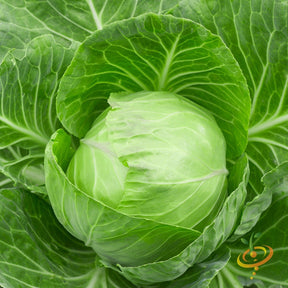 Shop Golden Acre Cabbage seeds to order online in the USA. Cold-hardy, 5-6" round heads. Open-pollinated OP, USA-quality, Heirloom, NON-GMO organic seeds & more!