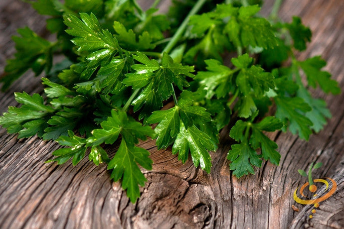 Dark green Italian Giant parsley with flat, finely cut leaves on wooden surface
