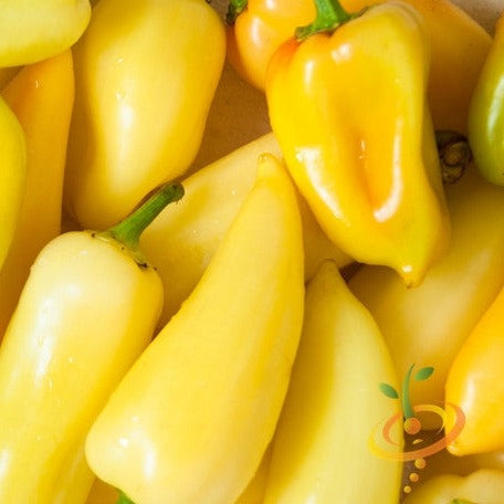 Pepper (Hot) - Jalapeño, Yellow (Caloro)  🔥 - SeedsNow.com
