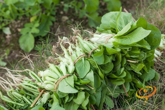 Fresh Chinese Bok Choy cabbage seeds from SeedsNow, showing green leafy stems and compact heads ready for planting.