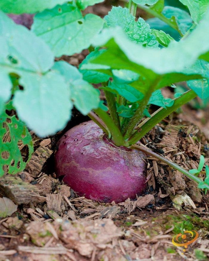 Close-up of a Boltardy Beet growing in soil with green leaves above reddish root vegetable