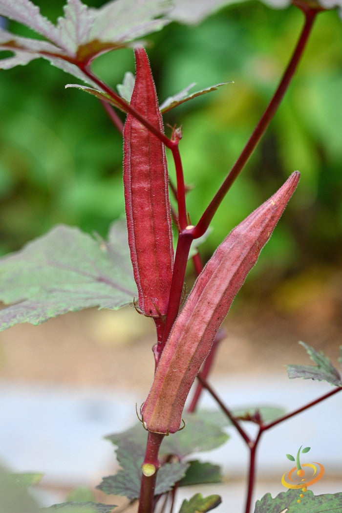 Okra - Red Burgundy.