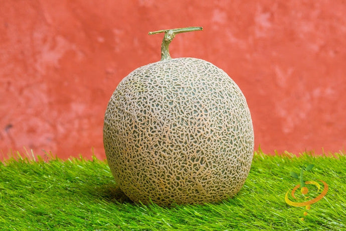 Honey Rock seeds cantaloupe melon on grass with orange background
