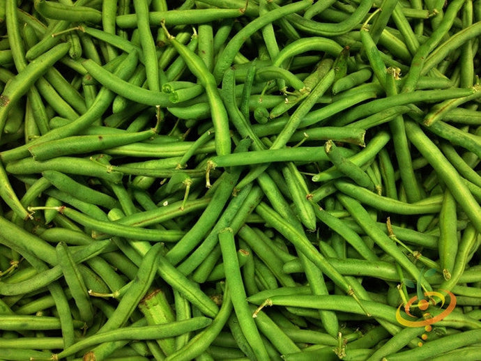 Fresh green Tendergreen Bush Beans piled together showing their long, slender pods