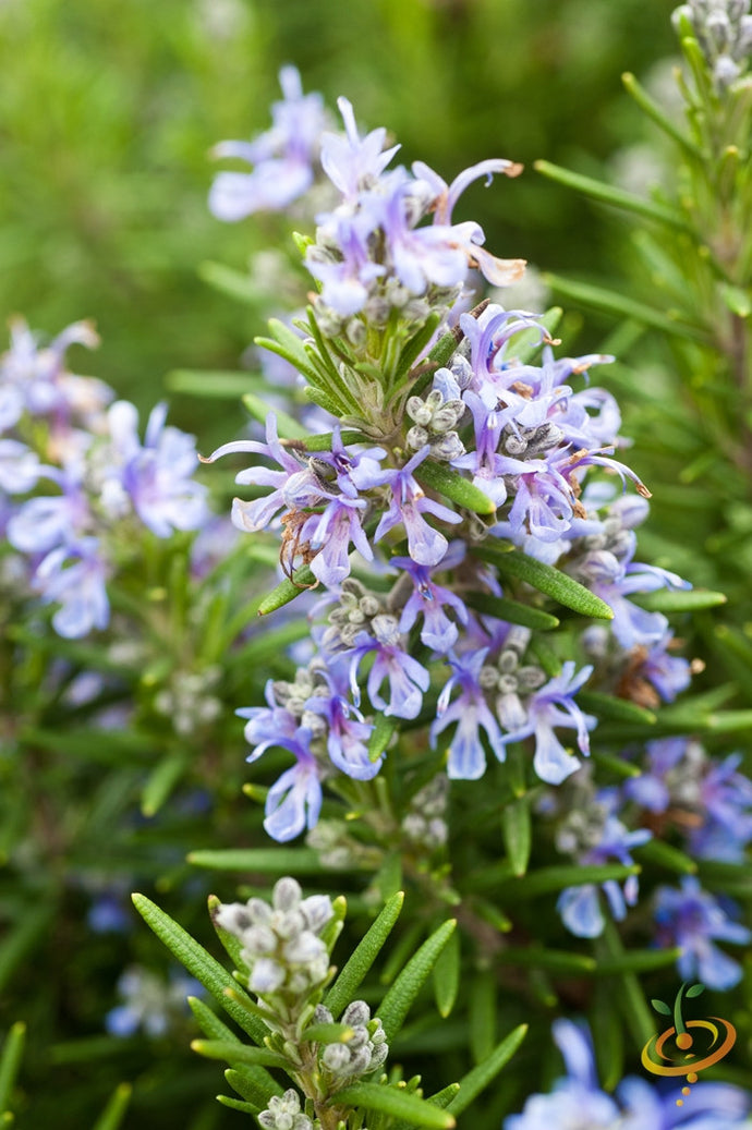 Fresh rosemary seeds from SeedsNow, small brown seeds ideal for planting rosemary herb in garden or pots.