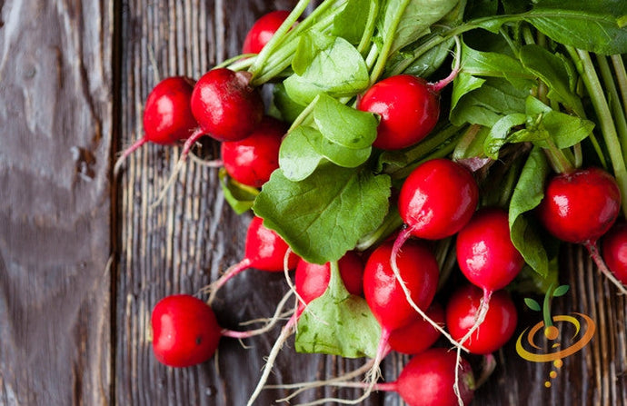 Fresh bright red cherry radishes with green leaves on a wooden surface, Radish - Champion seeds variety