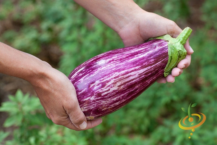 Eggplant - Pandora Striped.