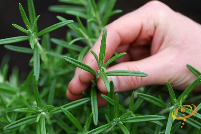 Close-up of rosemary seeds from SeedsNow, showing small, brown seeds on a neutral background for planting and gardening.
