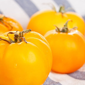 Golden Sunray indeterminate tomato seeds from SeedsNow, showing vibrant, ripe tomatoes on the vine.