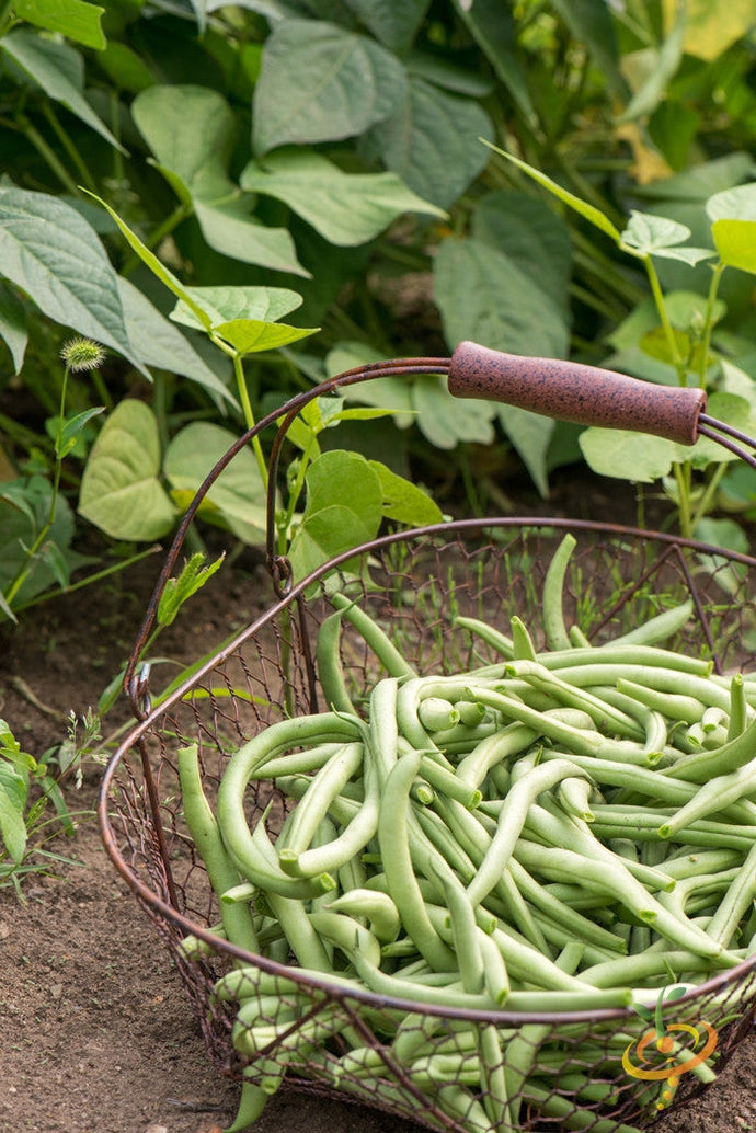 Blue Lake bush bean seeds from SeedsNow, showing vibrant green seeds in a clear container, ready for planting.