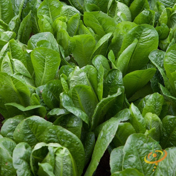 Lettuce - Romaine, Dark Green