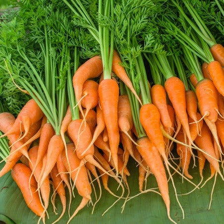 Carrot - Little Fingers, 4" Long - SeedsNow.com