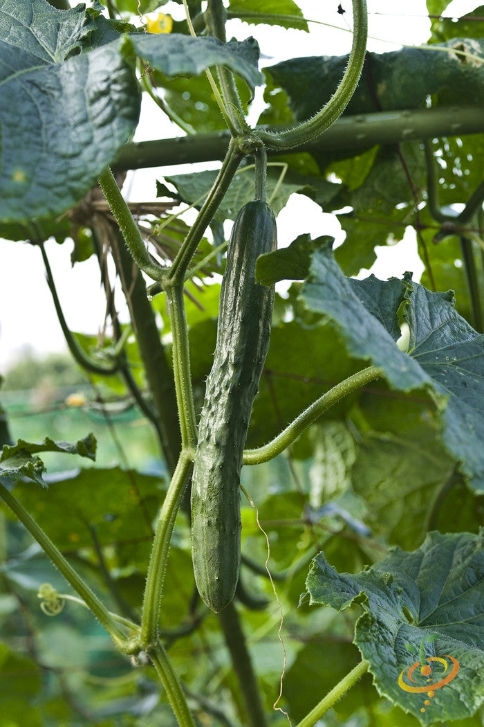 Cucumber - Chinese Snake.